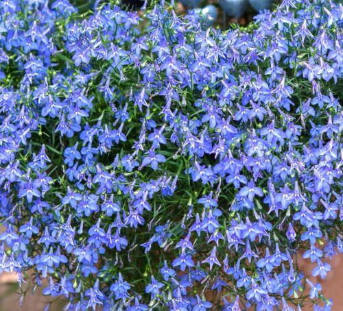 Lobelia Erinus Cambridge Sky Blue (1000 seeds)