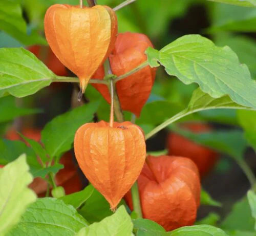 Massive Heirloom Physalis Chinese Lantern (15 seeds)