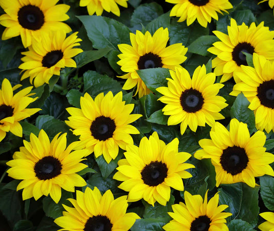 Sunflower - Mini Dwarf (10 seeds)