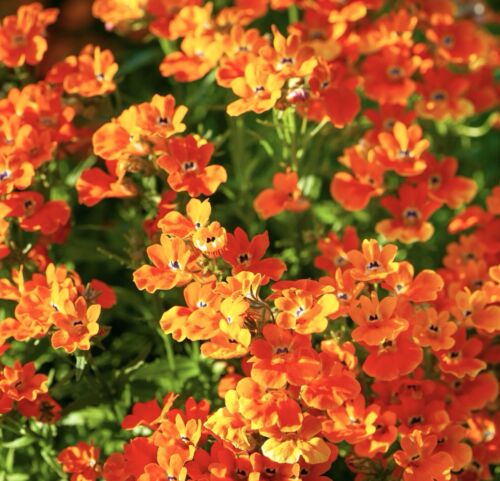 Nemesia - Orange Prince (200 seeds)