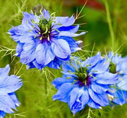 Nigella - Love is a Mist Miss Jekyll (240 seeds)