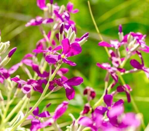 Night Scented Stock - Matthiola Bicornis (500 seeds)