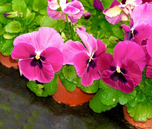 Pansy - Swiss Giant Matrix Pink - Viola (20 Seeds)