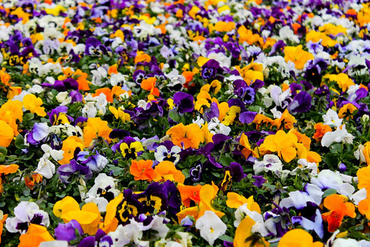 Pansy - Winter Forerunner Mix Flower (70 seeds)