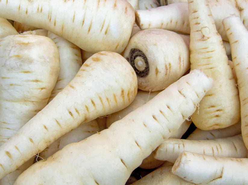 Parsnip - Guernsey ( 75 seeds)