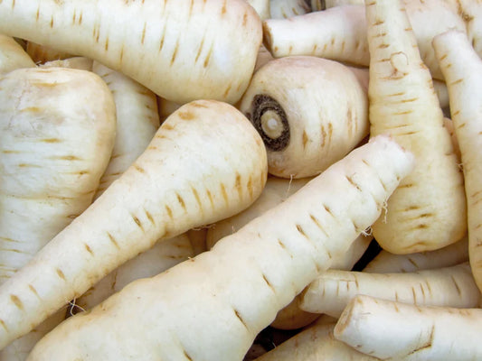 Parsnip - Guernsey ( 75 seeds)