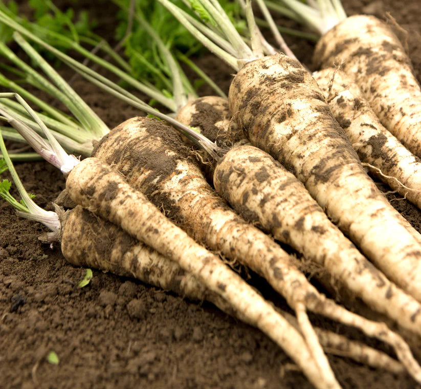 Parsnip - Tender and True (100 seeds)