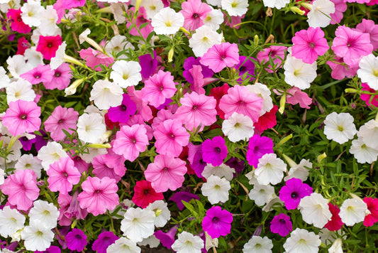 Petunia - Balcony Mixed (100 seeds)