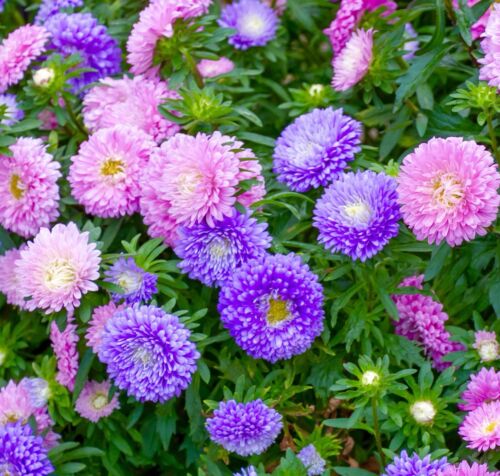 Aster - Pompon Montezuma Mix (50 seeds)