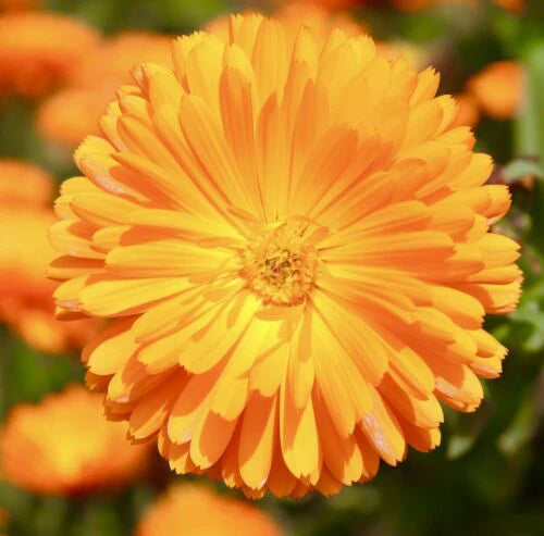 Calendula- Marigold Orange Gitana Dwarf Double (50 seeds)