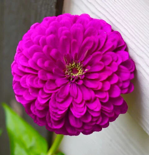 Purple Zinnia Dahlia Giant Double (50 seeds)