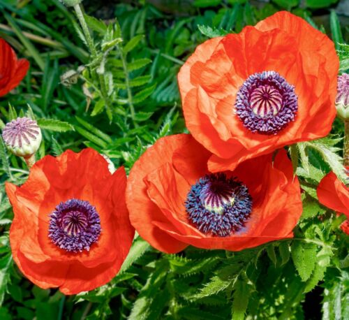 Poppy - Red Tulip Papaver Glaucum (500 seeds)