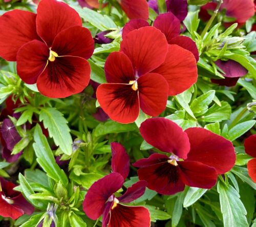 Ruby Crimson Pansy - Viola Cornuta (30 seeds)