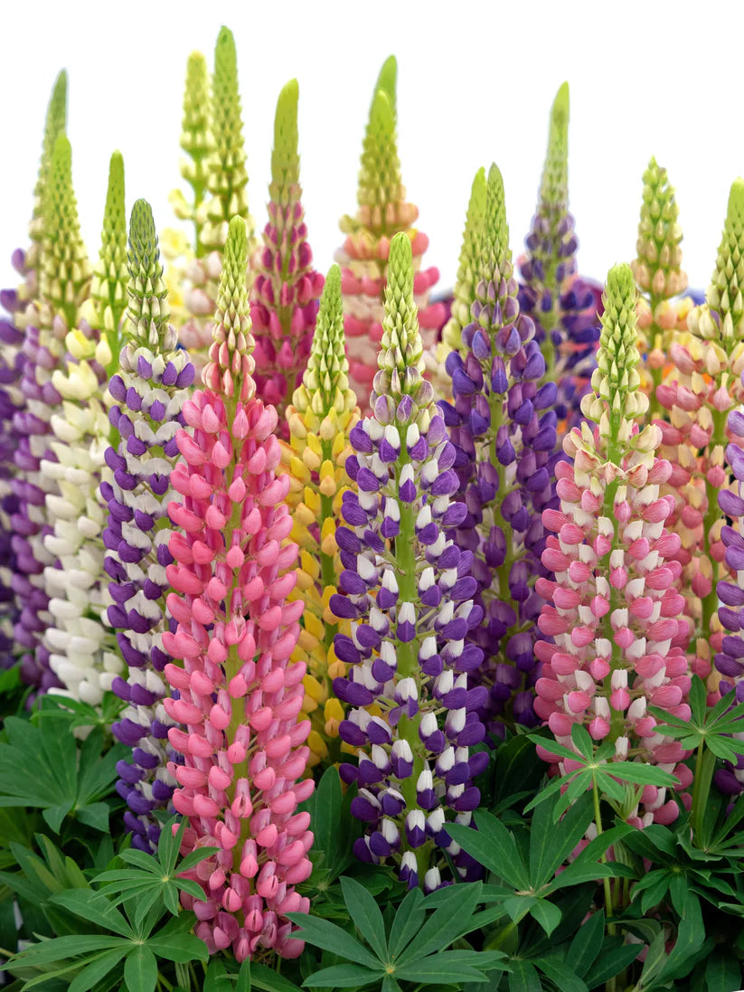 Russell Lupin Mix - Lupinus Polyphyllus ( 10 seeds)