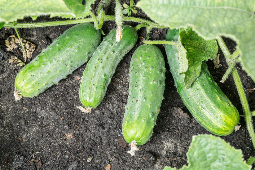 Salad Cucumber Bush ( 6 Seeds)