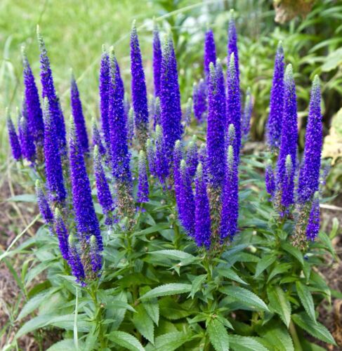 Veronica Spicata - Spiky Speedwell Blue (130 seeds)