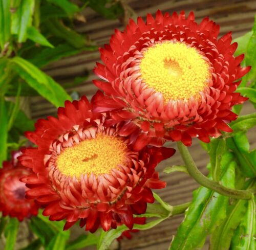 Strawflower - Helichrysum Bracteatum Scarlet red (200 seeds)