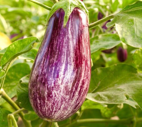 Striped Aubergine - Rotonda Bianca Sfumata Di Rosa (40 seeds)