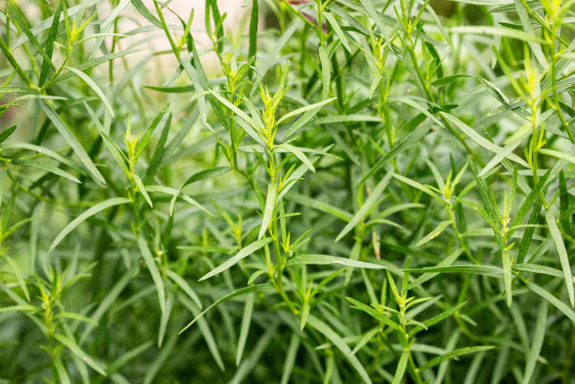 Herb Bundle