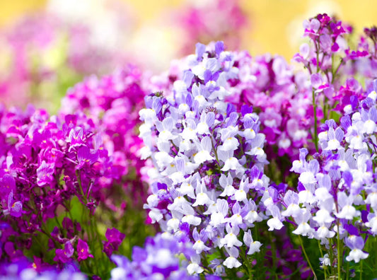 Toadflax Fairy Bouquet - Linaria Maroccana (1500 Seeds)