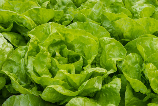 Lettuce - Little Gem (250 seeds)