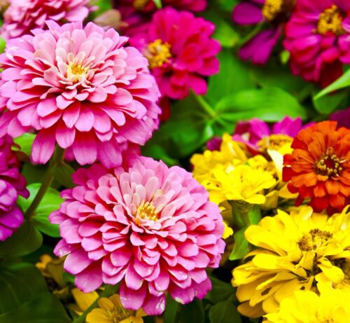 Zinnia Elegans Scabiosa Giant Flower Mix (35 seeds)