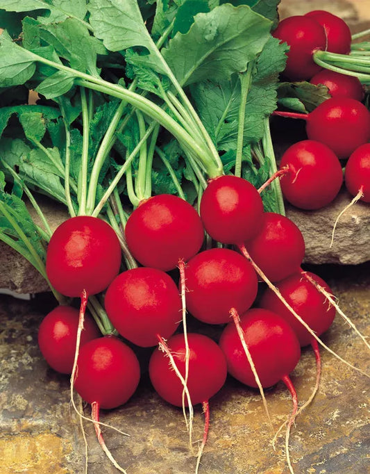 Radish - Saxa 2 (300 seeds)